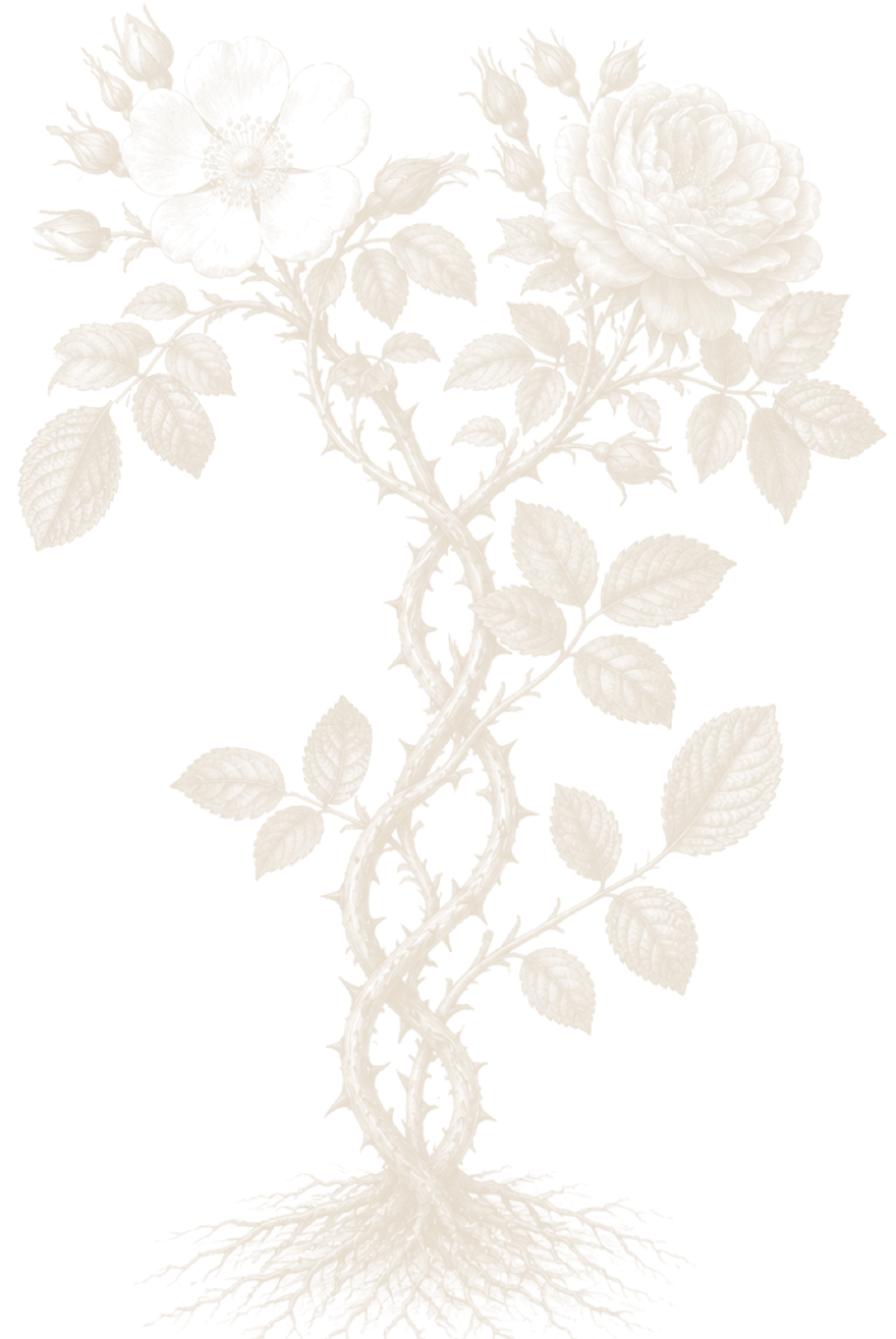 Ilustración botánica de una rosa Jelly: dos tallos entrelazados y espinosos, con hojas y raíces